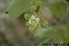 August-Rubus alceaefolius Poir